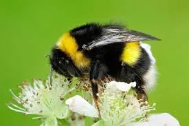 Green background, with a black and yellow bee sitting on top of a white flower and harvesting nectar.