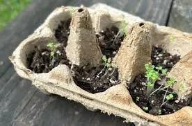 Paper egg carton, with soil and seedlings growing where eggs would go. On a dark wooden picnic table.